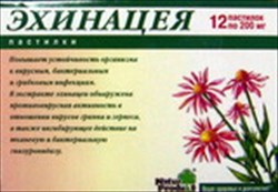 эхинацея пастилки n24 фото