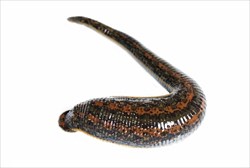 пиявка медицинская весом 0,6-2г фото