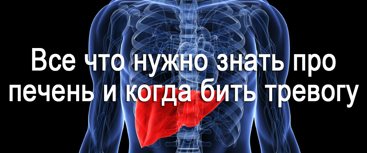 все что нужно знать про печень и когда бить тревогу.