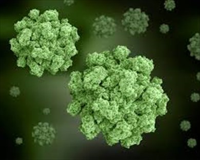 норовирусная инфекция: симптомы, лечение и профилактика.