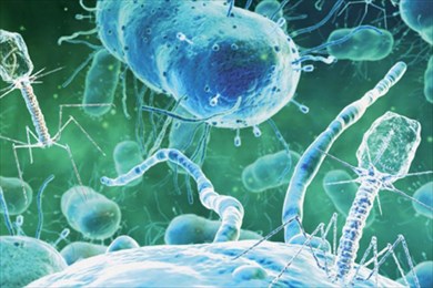 отличия вирусной инфекции от бактериальной