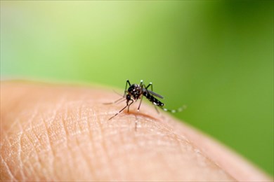 первая помощь при укусах насекомых