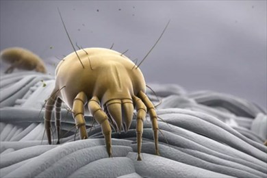 постельные клещи