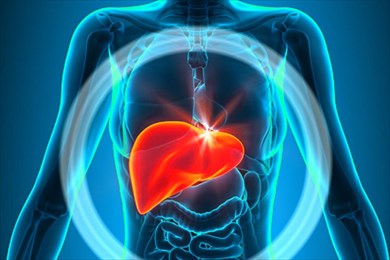 все что нужно знать про печень и когда бить тревогу.